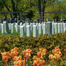Arlington National Cemetery Photo